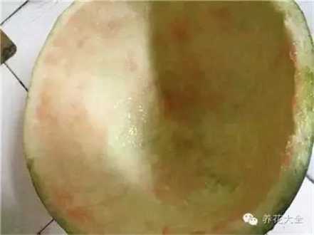 红瓤都刮干 红瓤都刮干