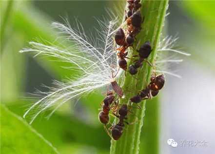第二:防虫 第二:防虫