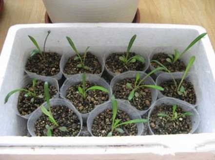 勋章菊幼苗 勋章菊幼苗