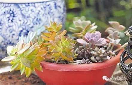 选择耐旱植物 选择耐旱植物