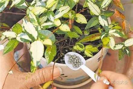 使用缓释肥料 使用缓释肥料