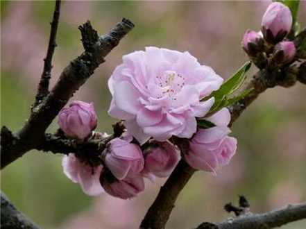 碧桃花图片
