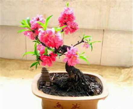 图片碧桃开花