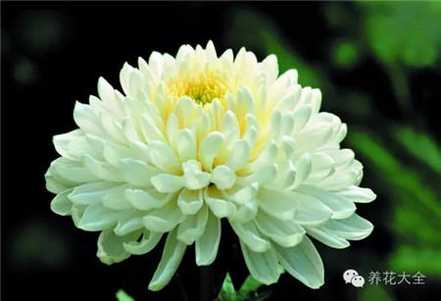 菊花 菊花