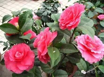 茶梅 茶梅