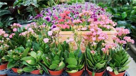 长寿花 长寿花