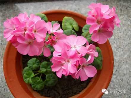 山茶花 山茶花