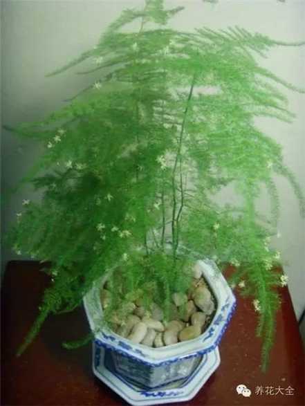 文竹 文竹