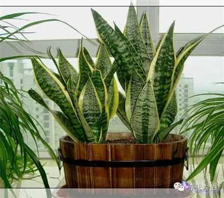 夏型种 夏型种