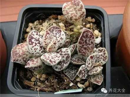 春秋型种 春秋型种