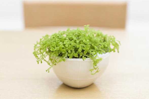 秋冬灰尘多15种绿植堪比吸尘器 秋冬灰尘多15种绿植堪比吸尘器