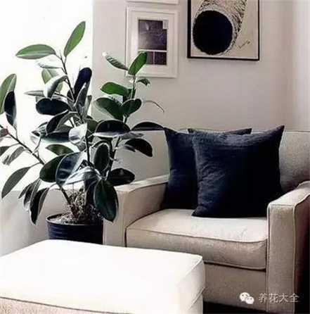 橡皮树 橡皮树