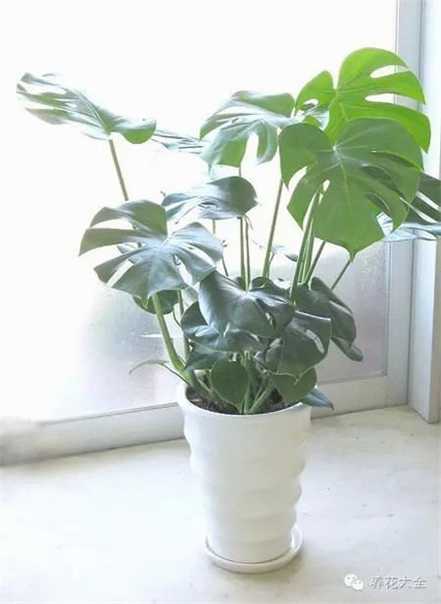 龟背竹 龟背竹