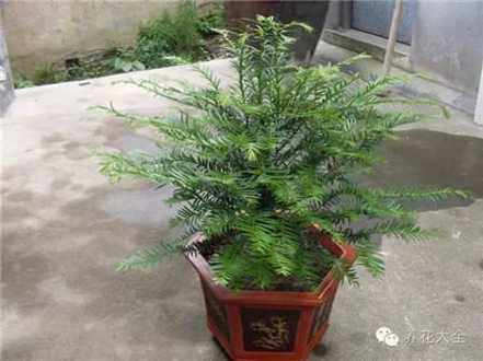 红豆杉 红豆杉