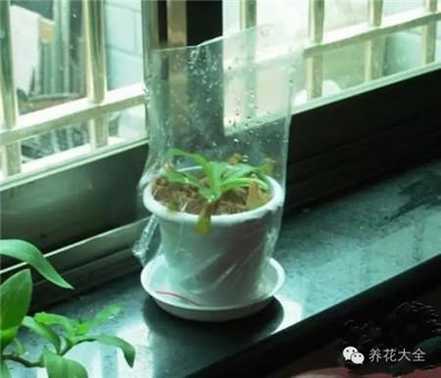 塑料袋用来保湿,抢救植物 塑料袋用来保湿,抢救植物