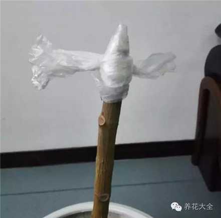 用塑料袋包裹