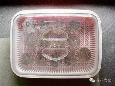 做阳光房育苗 做阳光房育苗