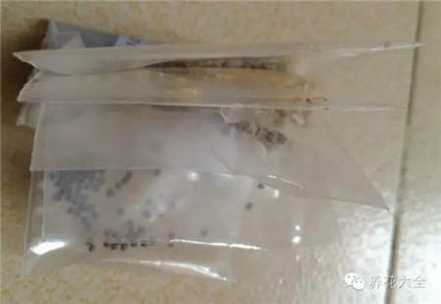 储存种子 储存种子