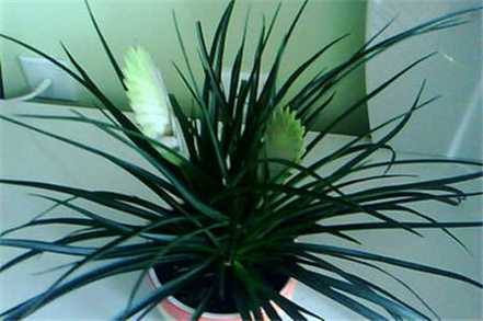 铁兰花 铁兰花