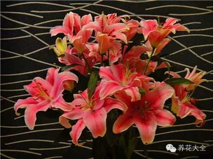 百合花