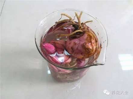 溶液浸泡