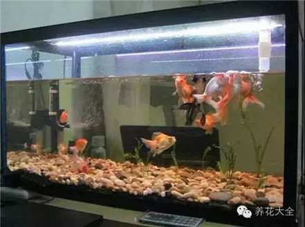 鱼缸废水 鱼缸废水