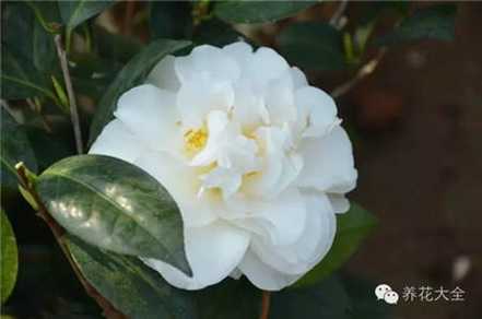 山茶花