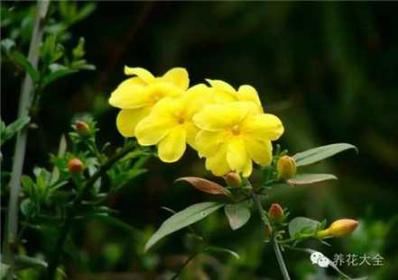 迎春花