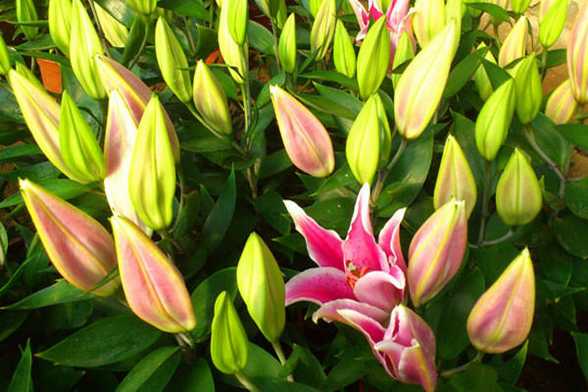 百合花种球种植 百合花种球种植