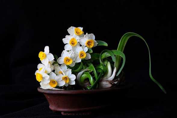 让水仙花春节开花的方法 让水仙花春节开花的方法