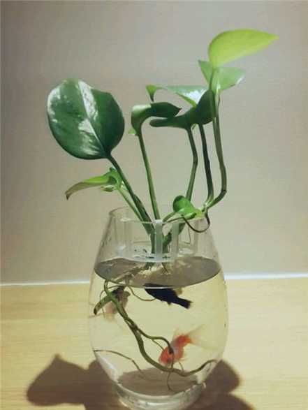 水培绿萝使用营养液