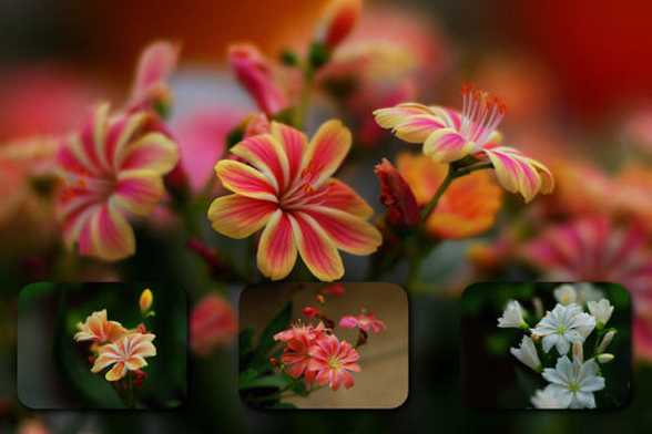 露薇花怎么换盆 露薇花怎么换盆