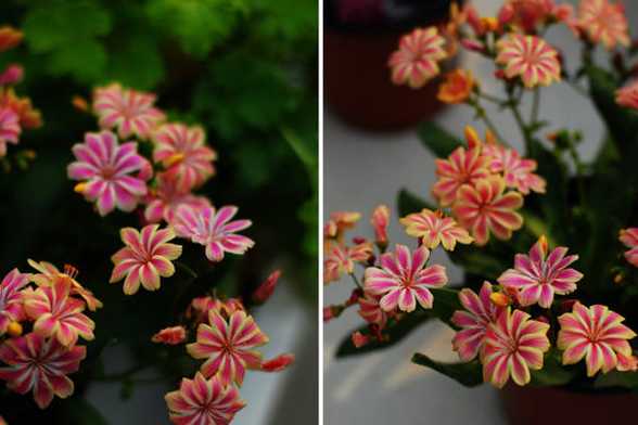 露薇花冬天怎么养 露薇花冬天怎么养