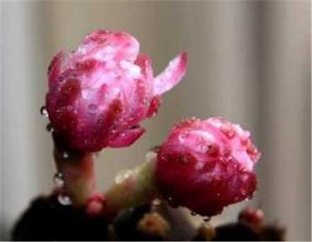 黄金钮的繁殖方法