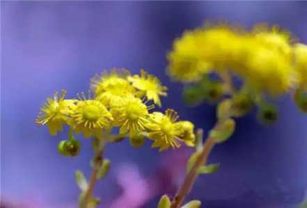 小人祭开花会死吗
