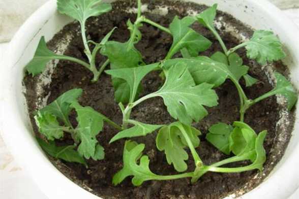 菊花是怎样繁殖的? 菊花是怎样繁殖的?