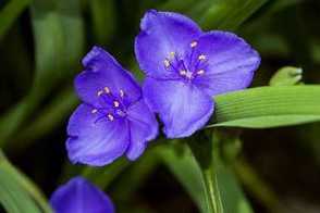 紫露草的四季养护要点