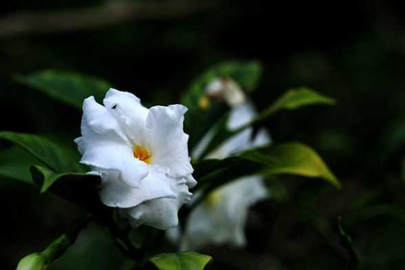 狗牙花怎样扦插 狗牙花怎样扦插