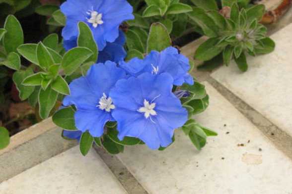 蓝星花怎么播种 蓝星花怎么播种