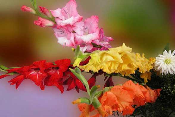 怎么让唐菖蒲(剑兰)四季开花 怎么让唐菖蒲(剑兰)四季开花