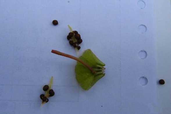 凤仙花的种植方法 凤仙花的种植方法