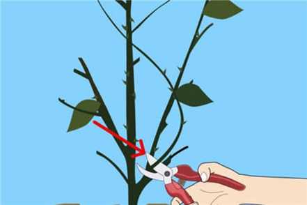 蔷薇花枯枝