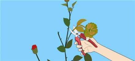 摘除枯萎的蔷薇花