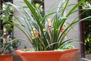 兰花怎么分盆栽种