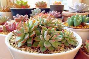 多肉植物能闷养吗