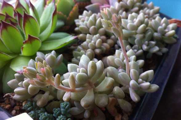图解多肉植物授粉方法 图解多肉植物授粉方法