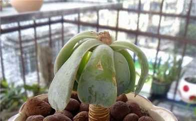 蓝石莲的砍头方法
