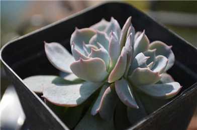 蓝石莲冬季养护方法