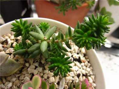 白花小松砍头方法
