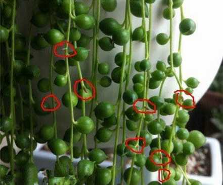 绿之铃植株繁殖最佳剪切部位